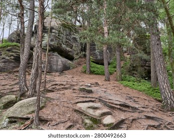 Sloping pine forest scene featuring tall trunks, extensive exposed roots weaving over compacted soil and bedrock, large weathered sandstone boulders covered