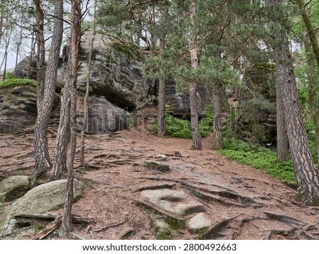 Sloping pine forest scene featuring tall trunks, extensive exposed roots weaving over compacted soil and bedrock, large weathered sandstone boulders covered