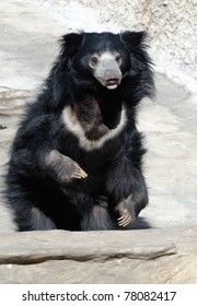 Sloth Bear