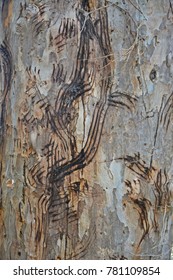 Sloth Bear Claw Mark On Tree Trunk After It Raided On Honeycomb Above Tree