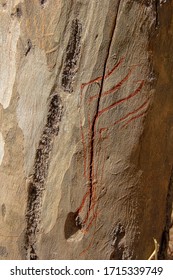 Sloth Bear Claw Marks On Tree Trunk