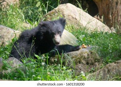 Sloth Bear Cub. Melursus Ursinus.