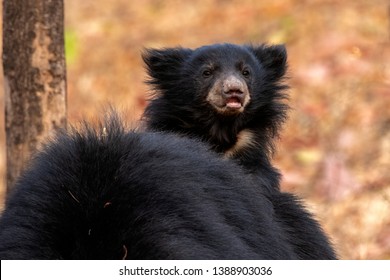 Sloth Bear And Cub Riding On Her Back