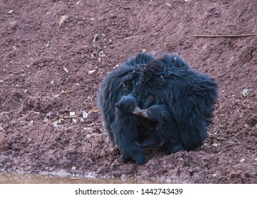 Sloth Bear And Cubs Drinking At A Watering Hole