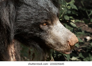 Sloth Bear Head Profile Closeup