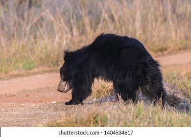 Sloth Bear, India, Bandhavgarh National Park 