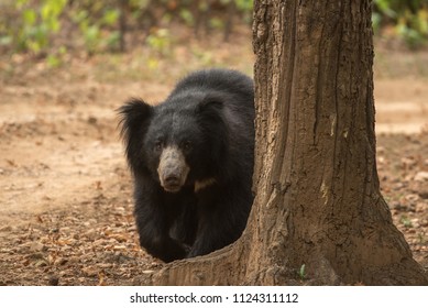 Sloth Bear From Kanha, India