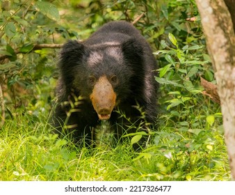 Sloth Bear Looking Straight Forward