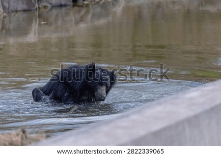 Sloth bear (Melursus ursinus) taking bath at water body in the forest of panna.