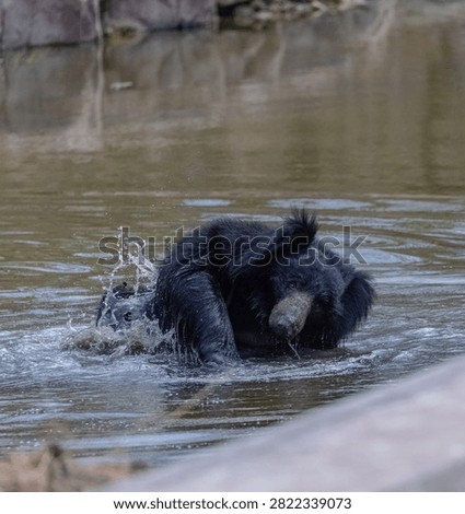 Sloth bear (Melursus ursinus) taking bath at water body in the forest of panna.