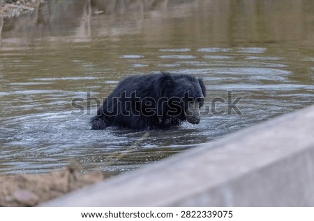 Sloth bear (Melursus ursinus) taking bath at water body in the forest of panna.