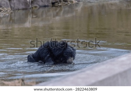 Sloth bear (Melursus ursinus) taking bath at water body in the forest of panna.
