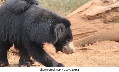 Sloth Bear : This Bear Species Is Native To Indian Subcontinent