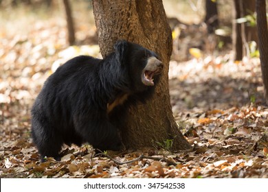 Sloth Bear/sloth Bear/india