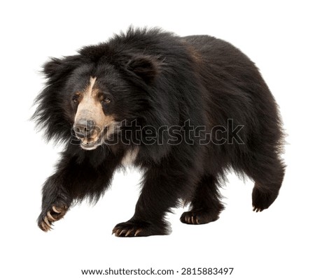 Sloth Beear Running Toward The Camera With Shaggy B Isolated On White Background