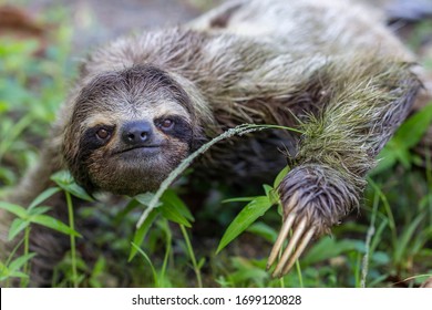 Sloth In Bocas Del Toro, Panama