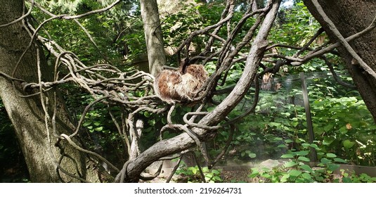 Sloth In Bronx Park Zoo New York