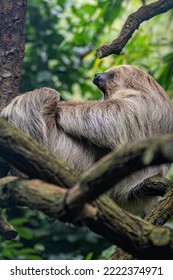 Sloth calling on a branch. - Shutterstock ID 2222374971