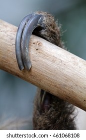 Sloth Claw