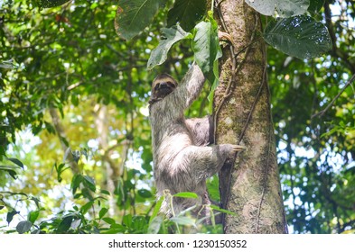 Sloth - Climbing