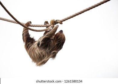 Sloth climbing on rope