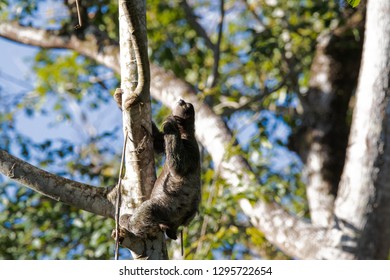 Sloth climbing tree