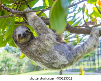 Sloth Climbing A Tree In Costa Rica Rainforest 