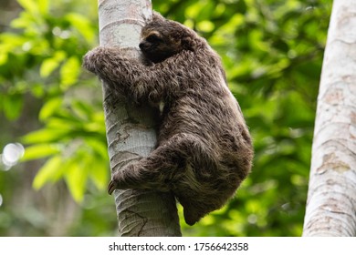Sloth climbing tree in the forest