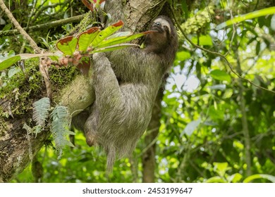 A Sloth climbing a tree in the Rain Forests of Panama