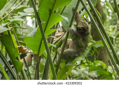 Sloth In Costa Rica