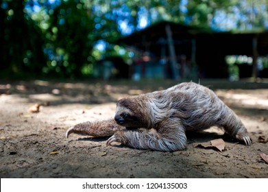 Sloth Crawling In Costa Rica