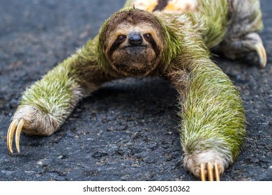 Sloth Crawling On The Highway