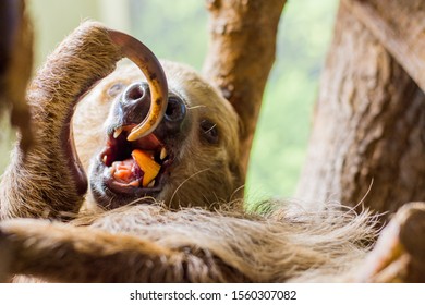 Sloth Eating His Lunch Of Fruit