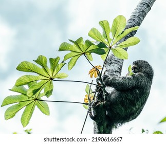 Sloth Eating From Tropical Trees