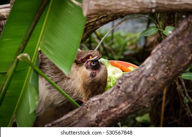 Sloth Eating Vegetables