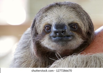 Sloth Face Close-up, Looking Into Lens.