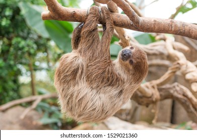 Sloth Hanging On A Tree.