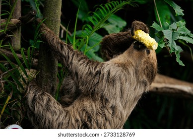 Sloth hanging from a tree branch while eating corn, showing slow and relaxed behavior in a tropical forest environment