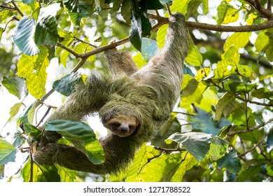 247 Sloth hanging upside down Images, Stock Photos & Vectors | Shutterstock