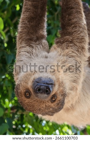 A sloth hangs upside down from a branch by its claws, staring directly at the viewer with a calm expression.