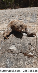 sloth looking at the camera