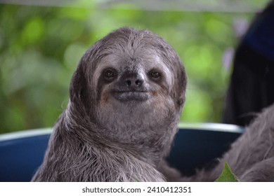 sloth looking at camera and smiling