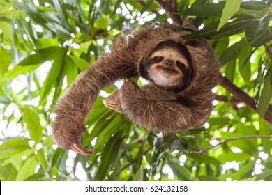 The sloth on the tree - Shutterstock ID 624132158