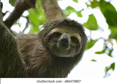 Sloth In Panama 