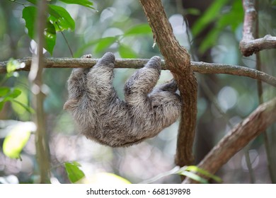 Sloth In Quepos, Costa Rica