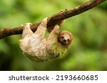 Sloth in rain fores in Costa Rica