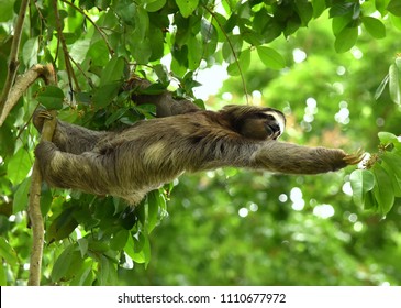 Sloth Reaching For Branch