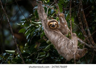 Sloth relaxing on tree branch surrounded by lush foliage