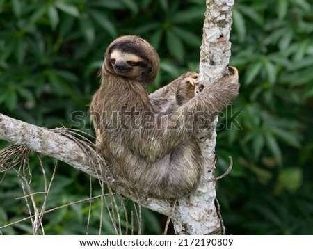 Sloth sitting on tree branch against green plants