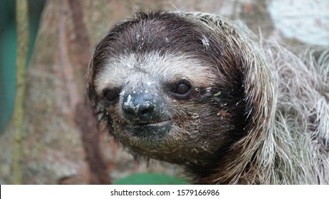 137 Sad sloth Stock Photos, Images & Photography | Shutterstock